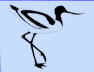 avocet.jpg (12942 bytes)
